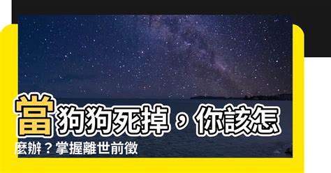 狗狗死掉怎麼辦